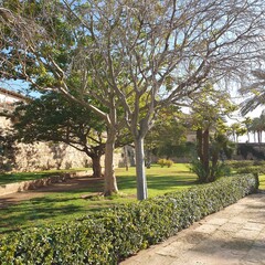 various trees in city park