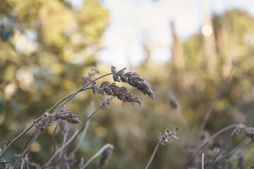 Selective focus shot of a grass