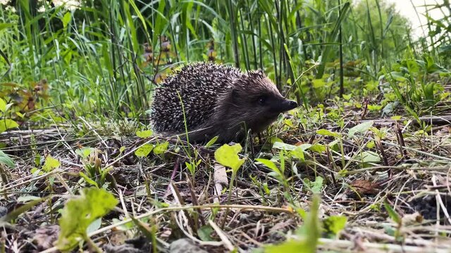 Hedgehog playing with the grass