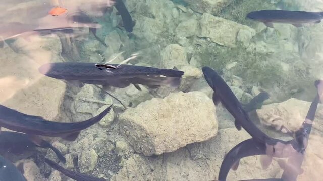 Fish swimming in tranparent water of Blausee