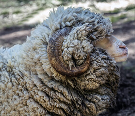 Merino ram