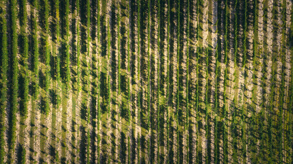 Winery