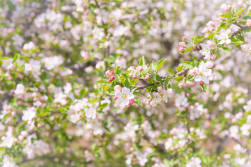 Obraz na płótnie Canvas Pastel pink springtime orchard apple blossoms in Naramata