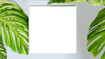 Tropical leaves Monstera with white square for your text  on grey background. 3d rendering