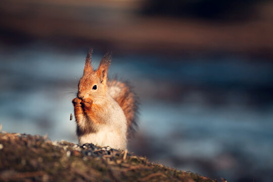 Cute red squirrel is nibbling sunflower seeds on the ground in spring. Image with selective focus and toning