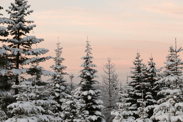 christmas tree forest