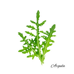 Arugula, Arugula, Ruccola Leaves, Rucola, Eruca or Roquette Salad