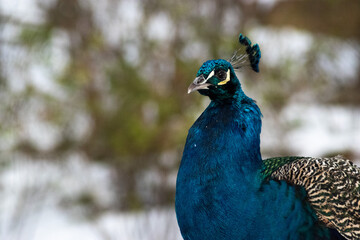 Fototapeta premium Closeup of peacocks on the snow