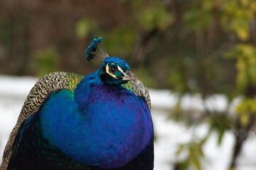 Fototapeta premium Isolated Peahen closeup snow background