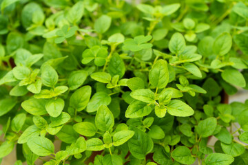 Fototapeta na wymiar Spicy herbs marjoram, rich green close up