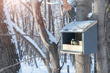 Tit and bird feeder in the winter park. Bird. Human concern for birds, the problem of bird survival in the city, the environment.