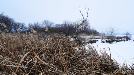 Fototapeta premium A dead tree on an island in the middle of the frozen Voronezh reservoir in winter
