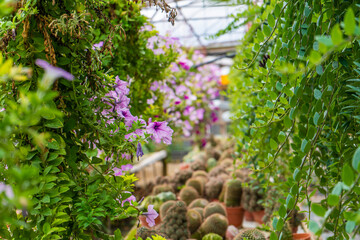 Industrial plant farm. Greenhouse shop, with different plants