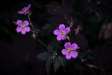 soft pink wildflowers on a dark background