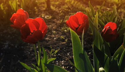 Tulips in the garden at sunset.