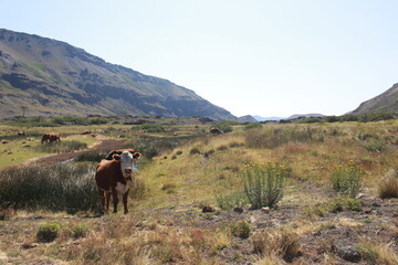 cows in the mountains