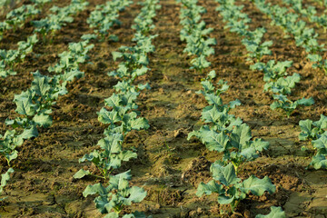 Many row of cauliflower vegetable plants