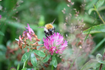 Bumblebee gathering nectar and pollen from a clover flower