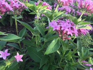 pink flowers in the garden