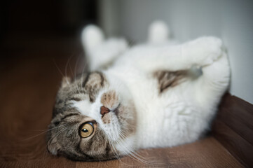 The one-eyed cat lies on its back. British shorthair beautiful domestic cat close up and copy space.
