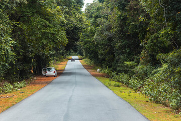 Cars on a narrow road through the forest
