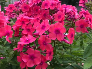 Obraz premium pink flowers in the garden