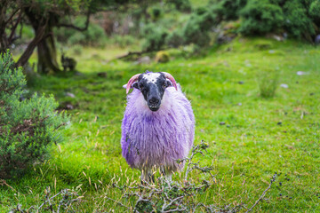 Front view of sheep or ram with multicoloured fur and horns in green bushes or field in Blackvalley, Ring of Kerry, County Kerry, Ireland