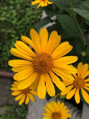 yellow flower