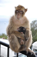 Female monkey protects baby and looking alert and strictly into camera. Mother monkey sits on fence and embracing cute sleeping ape baby with black fur head. Barbary macaque family of Gibraltar