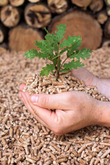A man holds a young wild tree in his handfuls of pellets