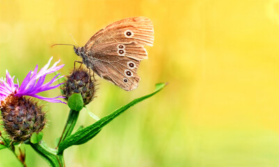 Butterfly on flower macro close-up. Butterfly on purple flower on meadow in summer over bright yellow blurred background.