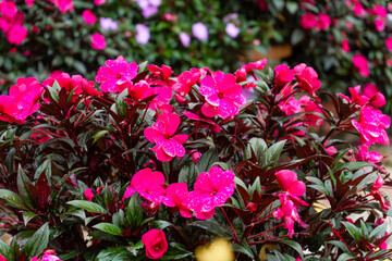 Bright flowers in a flower shop decor for home and yard