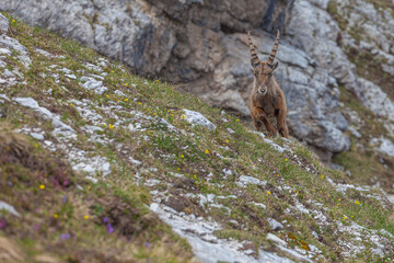 Young ibex walking on a meadow, Dolomites, Italy. High mountain wild animal life. Front shot