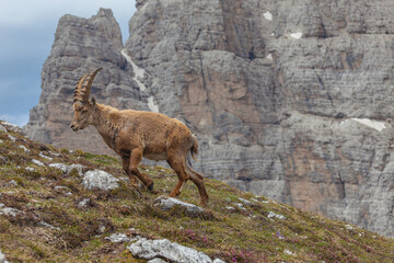 Young ibex walking on a meadow with rock wall background, Dolomites, Italy. High mountain wild animal life. Lateral shot