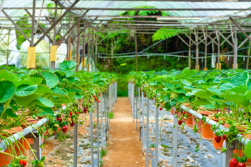 Potted shelves and irrigation system strawberry farm in Malaysia
