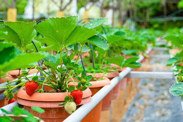 Potted shelves and irrigation system strawberry farm in Malaysia