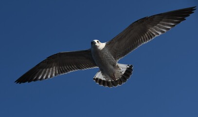 Birds gulls soar in the blue sky