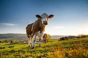 Gordijnen cow © Libor
