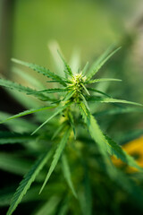 Marihuana legalization