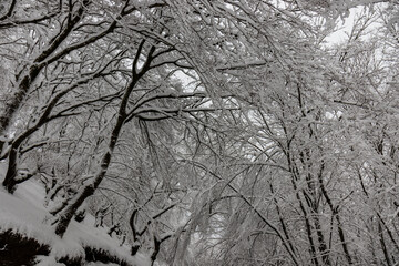 Artikutza Bianditz Nevado con nieve