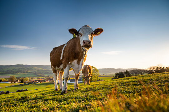 cow