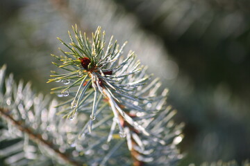 Naklejka na ściany i meble Closeup of spruce tree (Christmas tree)