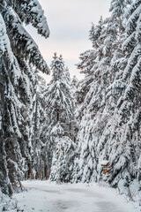 Forest after a heavy snowfall. Winter landscape