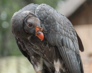 California condor, Gymnogyps californianus, a New World vulture. Birds show Trained birds