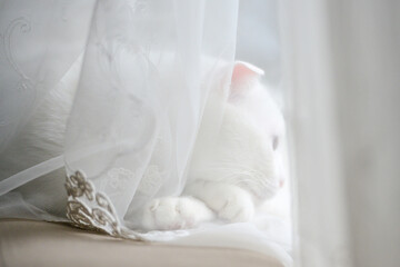 Fototapeta na wymiar White cat browsing in front of the window 
