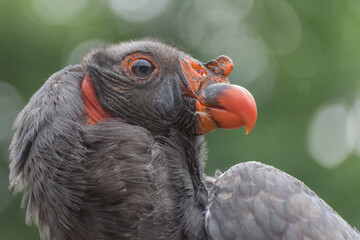 California condor, Gymnogyps californianus, a New World vulture. Birds show Trained birds