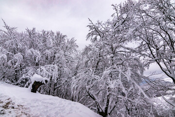 Paisajes nevados en el valle de Artikutza, zona de Bianditz
