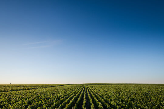 Vignobles du M&eacute;doc, France