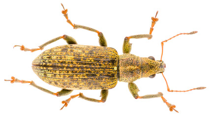 Polydrusus cervinus, is a species of weevil belonging to the family Curculionidae. Dorsal view of isolated weevil on white background.