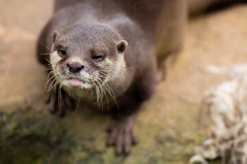 Otter